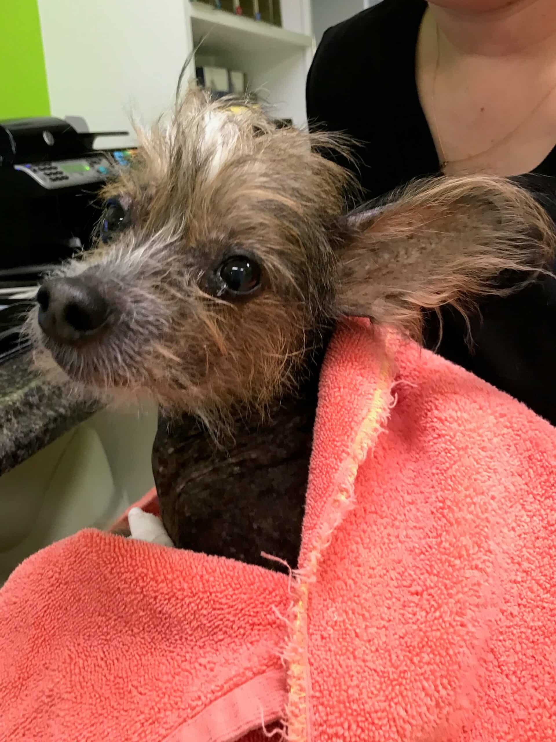 Personalized Emergency Care for Cats and Dogs