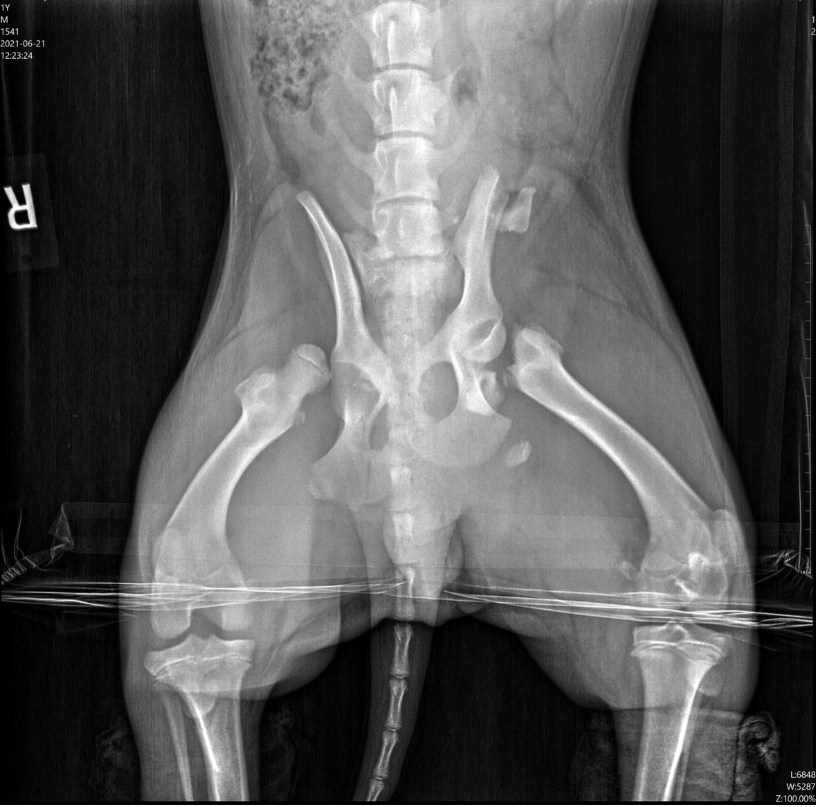 What Counts as a Pet Emergency?