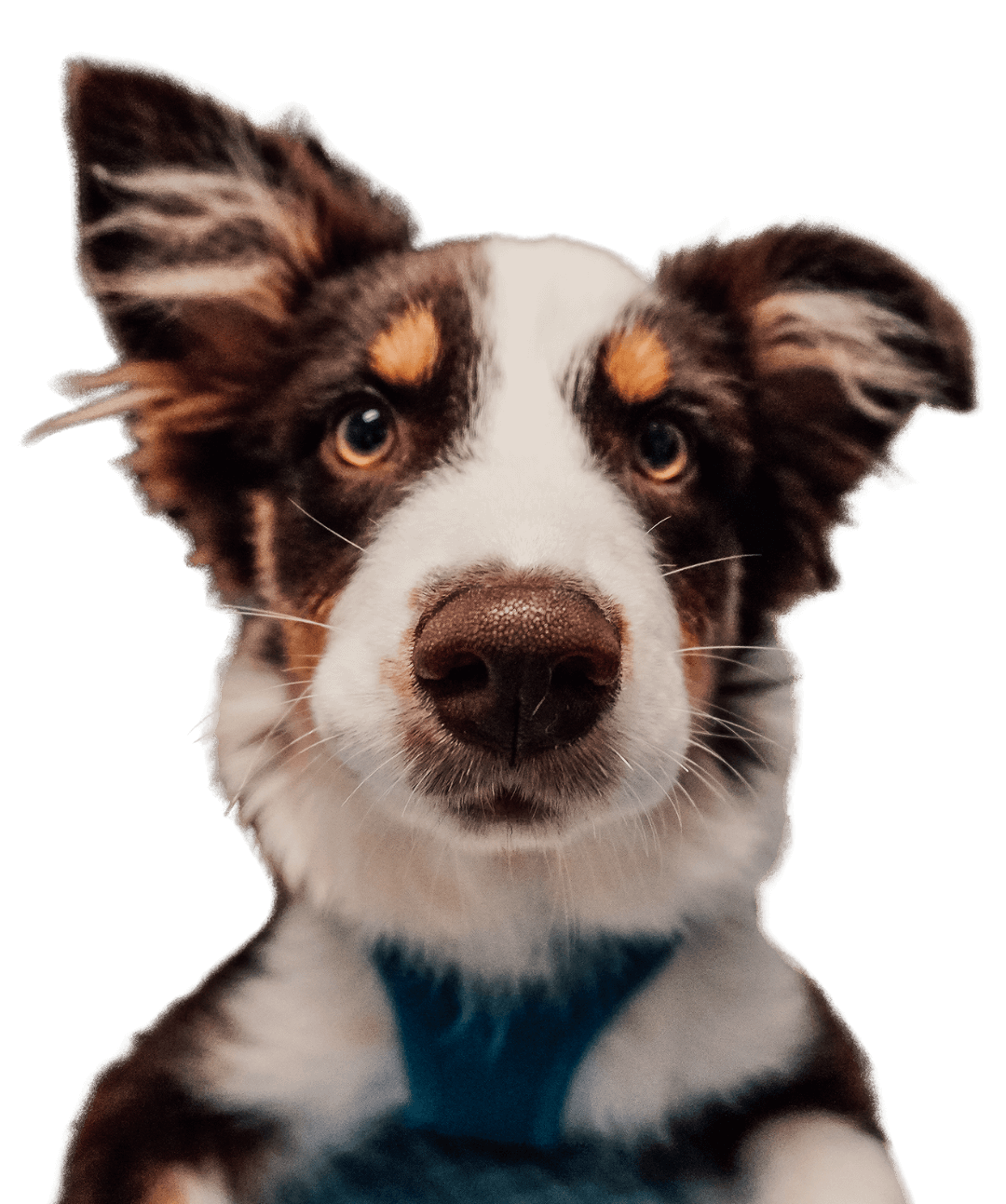 Hero Dog