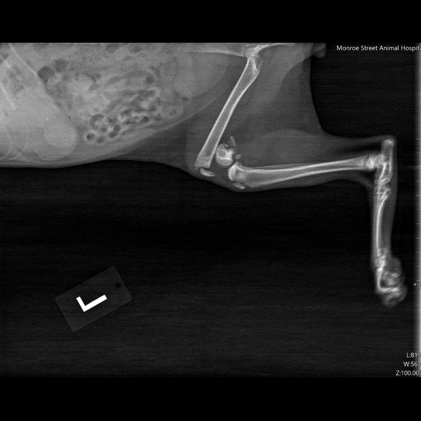 Imaging Services: Digital Radiographs and Ultrasound