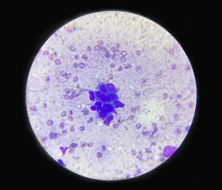 Laboratory & Diagnostics