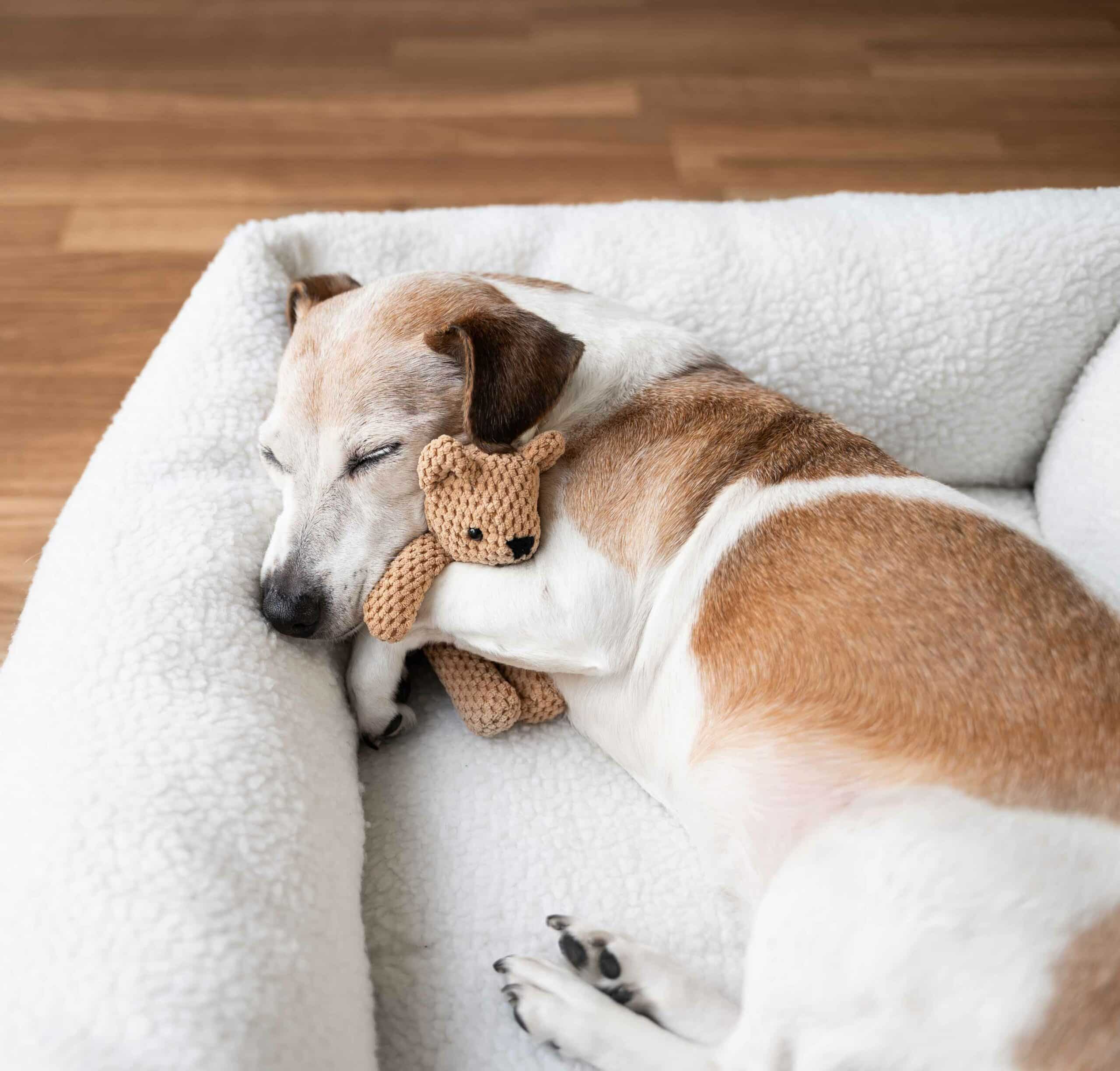Personalized, Fear Free Boarding for Dogs and Cats