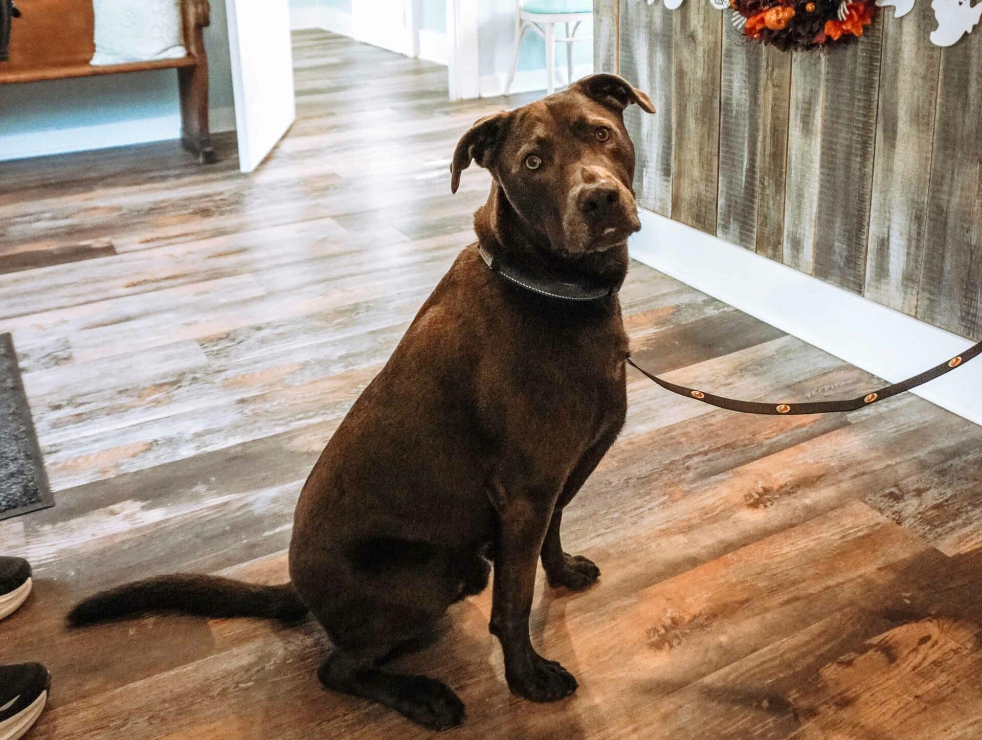 Ready to Help Your Pet Feel Better?