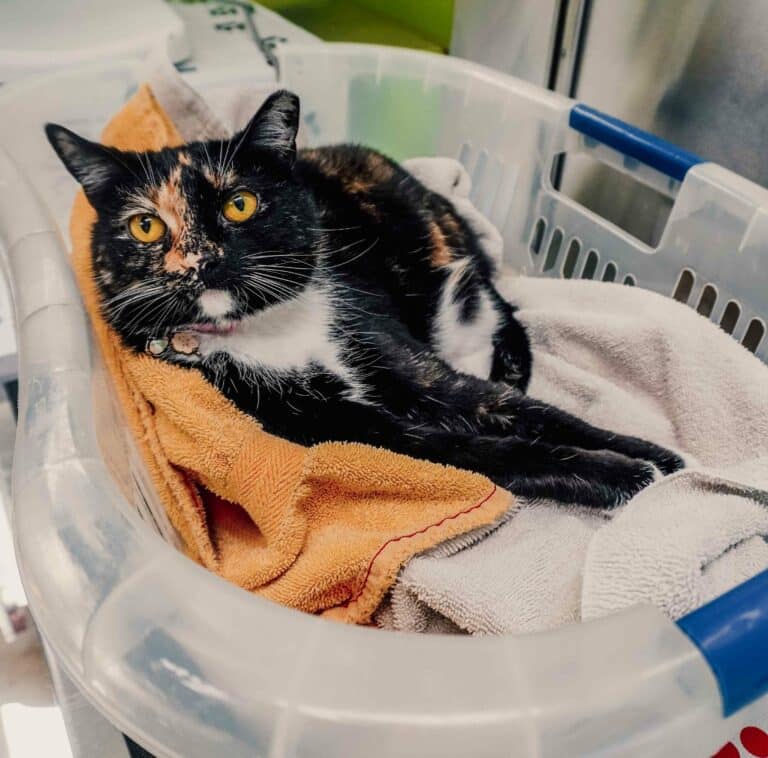 Senior Pet Care
