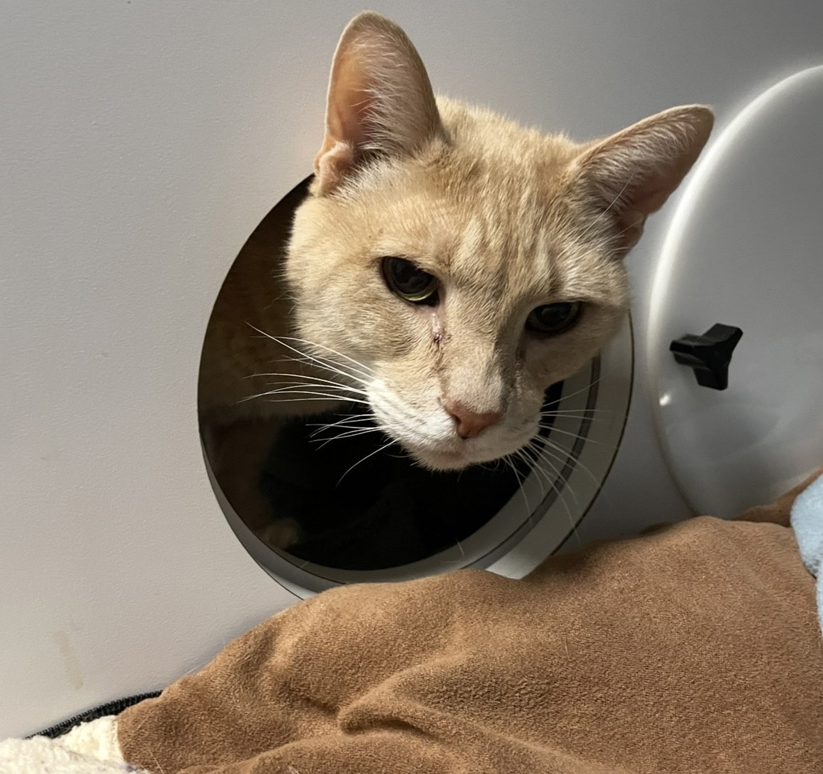 Senior Wellness with a Focus on Prevention